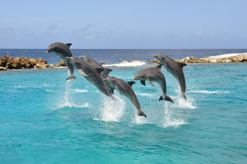 Dolphin Suites & Wellness Curacao Βίλλεμσταντ Εξωτερικό φωτογραφία